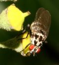 Anthomyia pluvialis